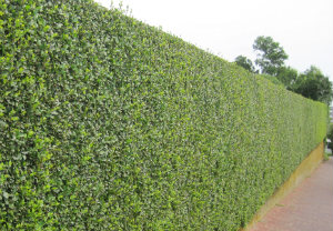 Hedge Cutting W7